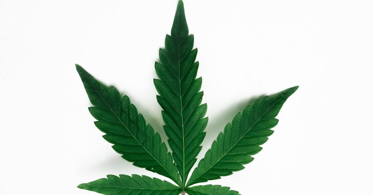 marijuana leaf on white background